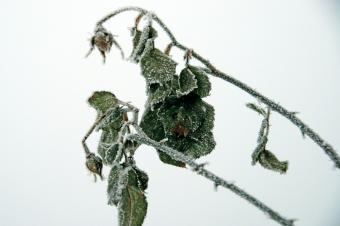 Signs of Cold Shock in Plants & Tips to Help Them Recover