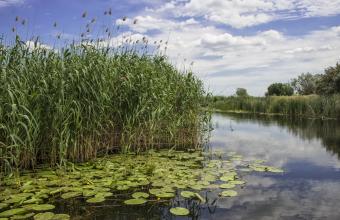 Fun Facts About Wetlands for Kids
