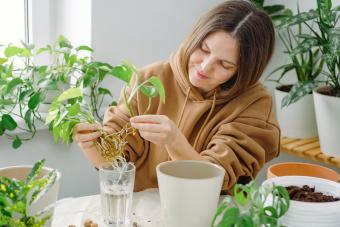 Master the Art of Pothos Propagation With 2 Easy Methods
