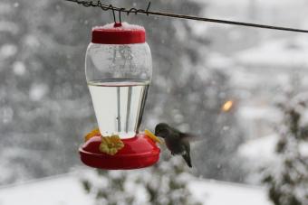 Have Winter Hummingbirds? Here's How to Help Them Thrive