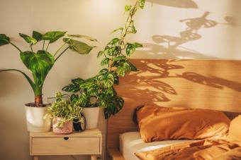Sleeping Beauties: The Best Indoor Plants for Your Bedroom