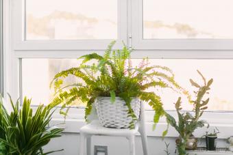 Here's How to Propagate Ferns Easily From Clippings or Spores