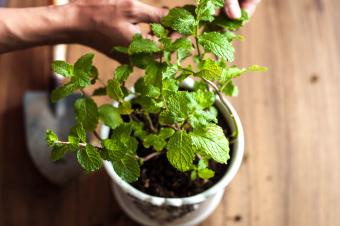 19 Types of Mint & How to Use Them for a Cool Punch of Flavor