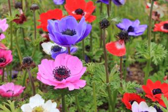 The Ultimate Poppy Anemone Playbook for Adventurous Gardeners 