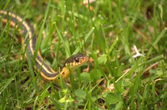 What Garden Snakes Eat & How They Help Your Garden