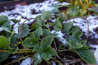 How to Winterize Strawberry Plants so They Survive the Chill