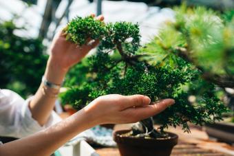 Best Bonsai Trees for Beginners: Tiny Trees With Big Impact