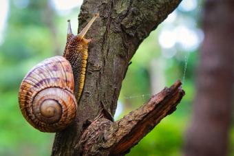 53 Surprising Snail Facts for Kids That Are Worth Shell-ebrating