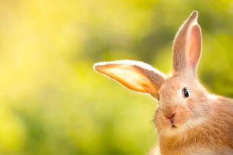 35+ Easter Trivia Questions Everybunny Should Give a Try